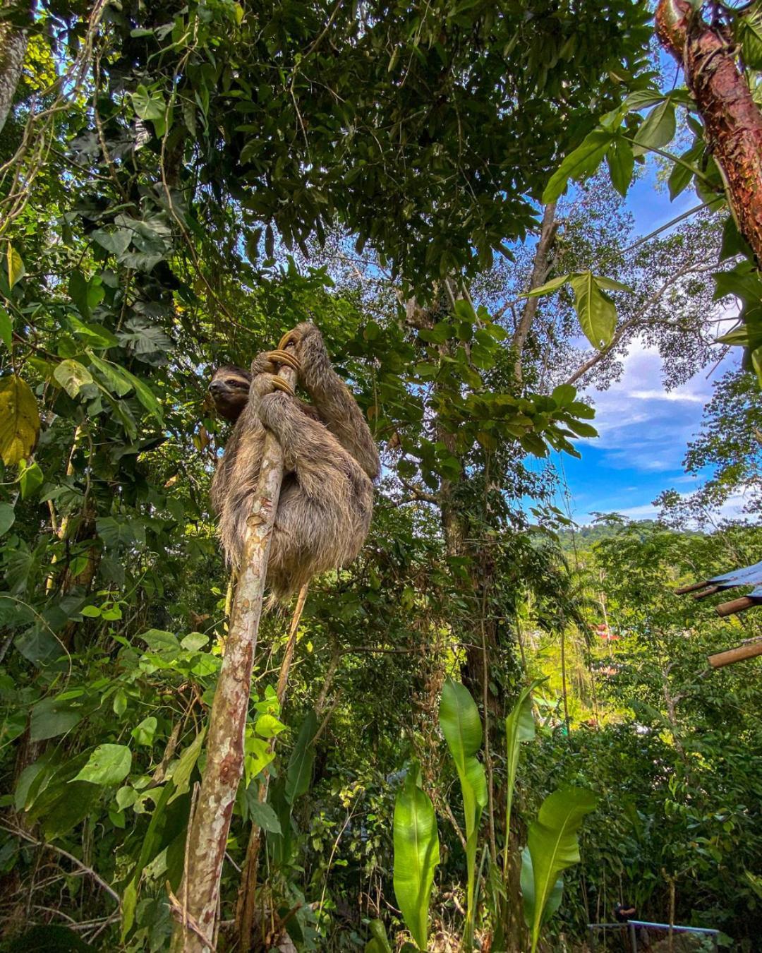 Colina Secreta - Glamping And Villas Puerto Viejo de Talamanca 외부 사진